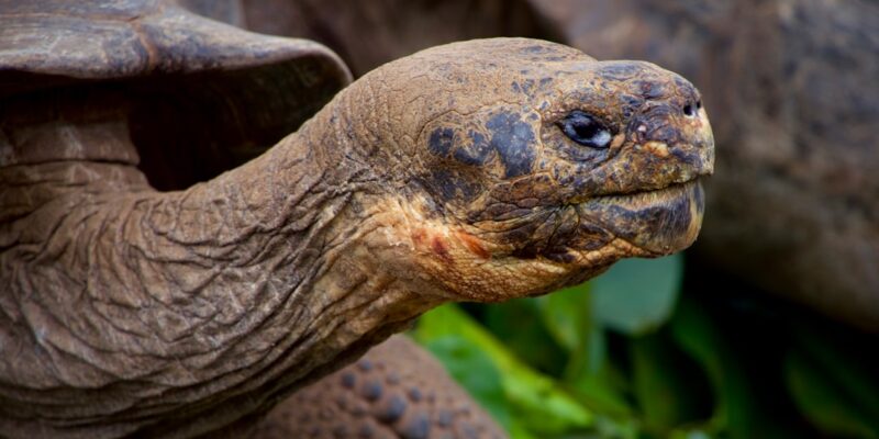 Photo Galapagos wildlife