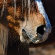 Photo Mongolian horse