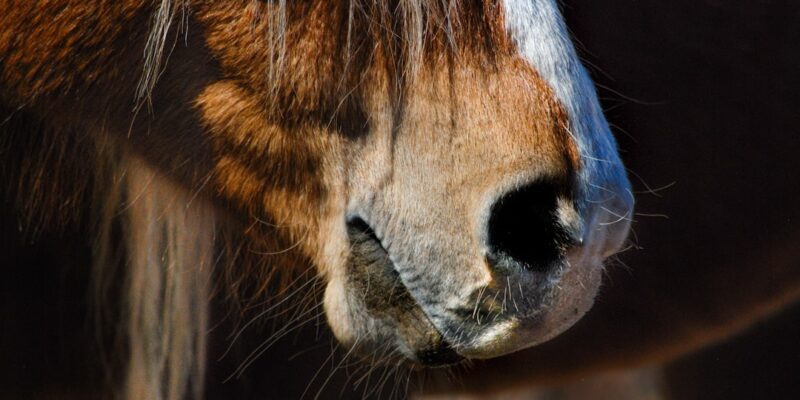 Photo Mongolian horse