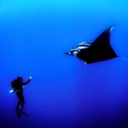 Photo Manta ray diving