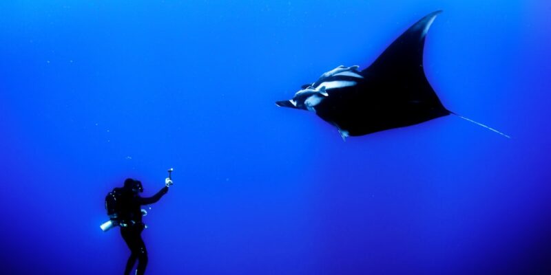 Photo Manta ray diving