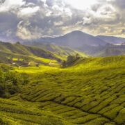 Photo Tea plantation