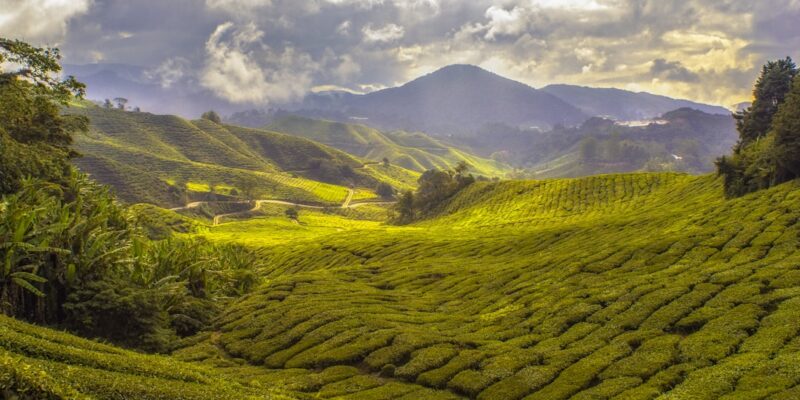 Photo Tea plantation