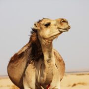 Photo Camels, desert
