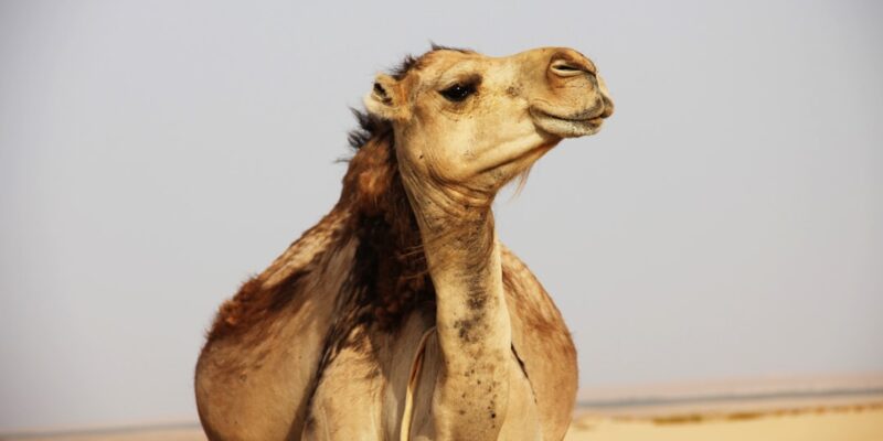 Photo Camels, desert