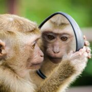 Photo Hit-Monkey comic