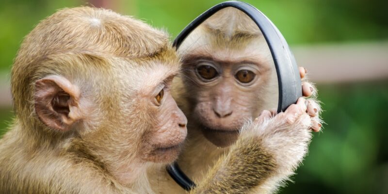 Photo Hit-Monkey comic