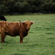 Photo Scottish Highlands