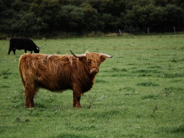 Photo Scottish Highlands