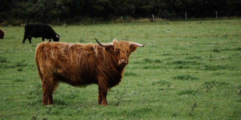 Photo Scottish Highlands